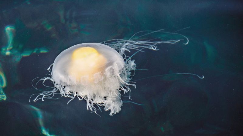 in Italia la medusa "uovo fritto"