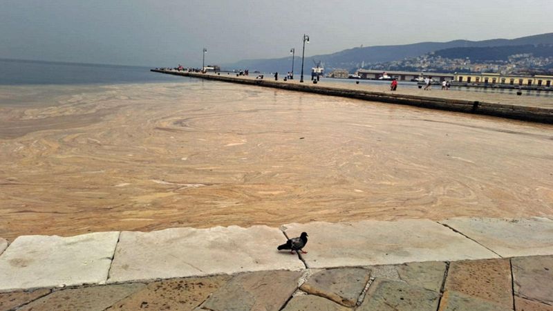 Mucillagine Trieste