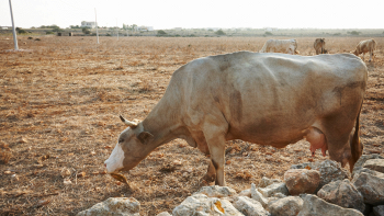 L'allarme del Guardian per la Sicilia a rischio desertificazione