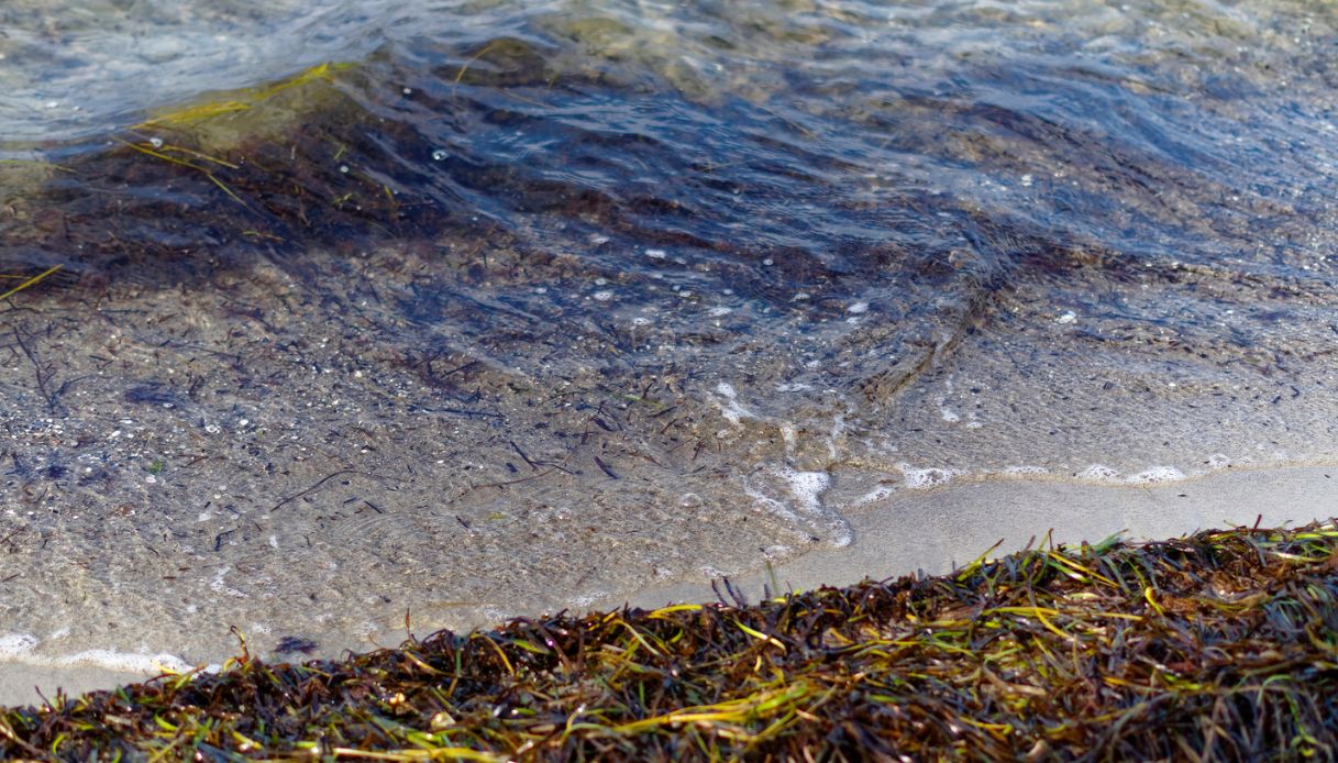 Alghe in spiaggia