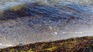Spiaggia alghe