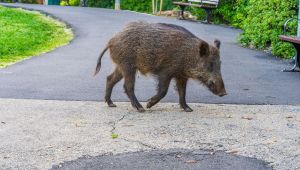 Cinghiali nel centro di Sabaudia
