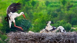 le-cicogne-bianche-amano-la-calabria-2024