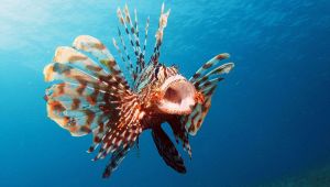 Pesce scorpione