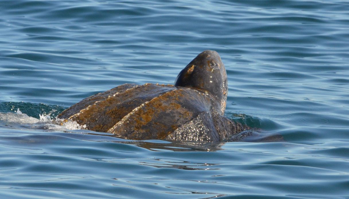 Tartaruga Dermochelys coracea