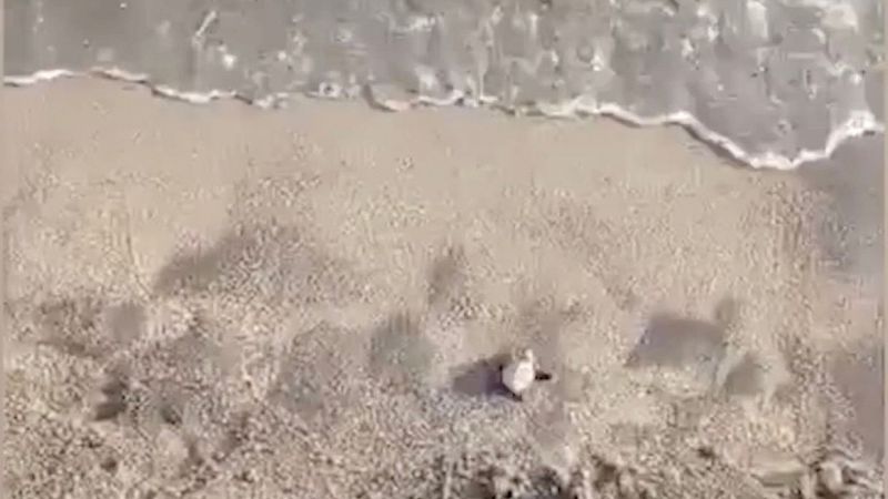 Uova di tartaruga si schiudono a Ischia