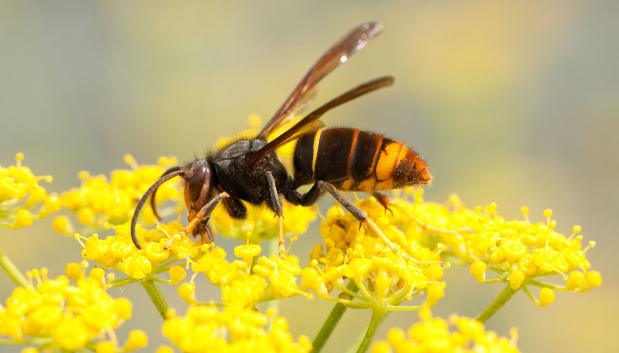 La Vespa velutina