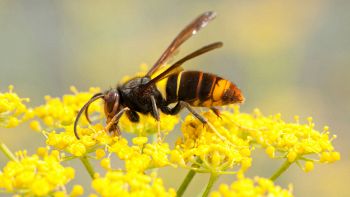 La Vespa velutina