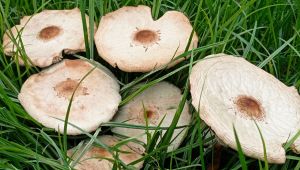 Chlorophyllum molybdites