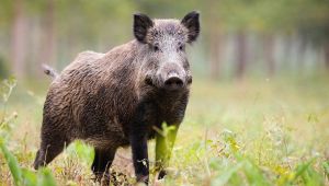 Cinghiale