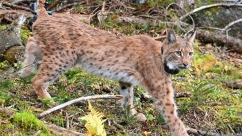 La lince Luna