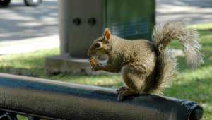 milano-invasione-scoiattoli-nutrie-appello-com