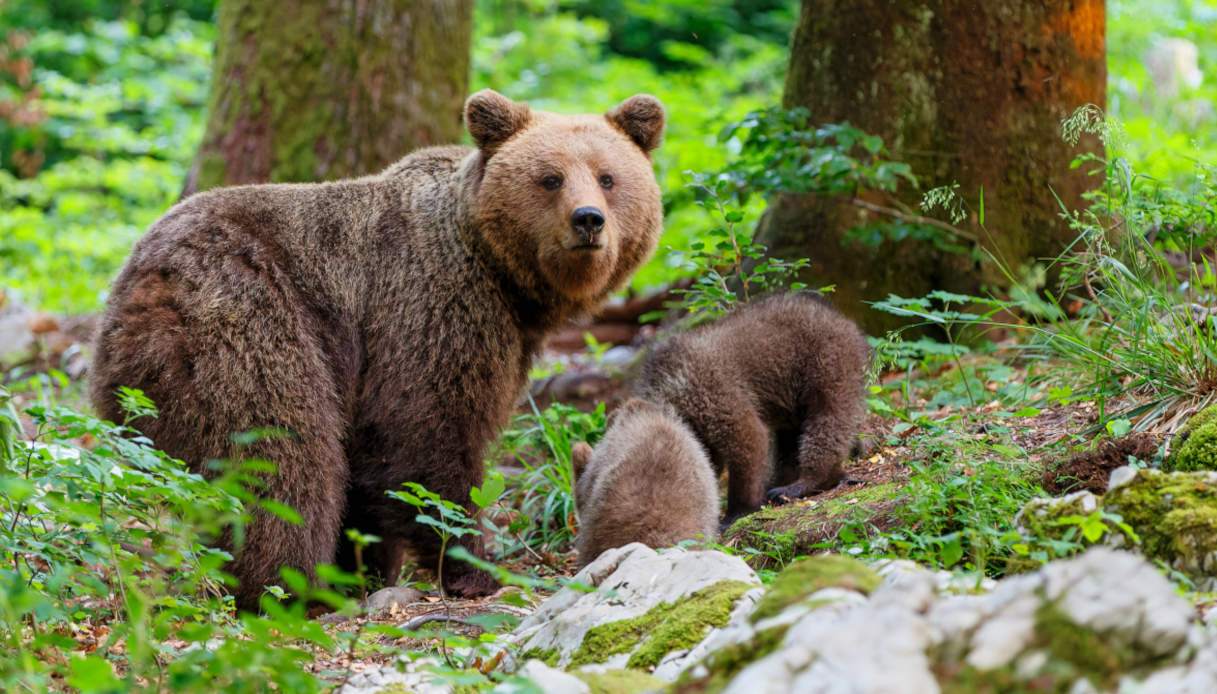 Orsa e cuccioli