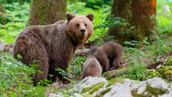 Orsa e cuccioli