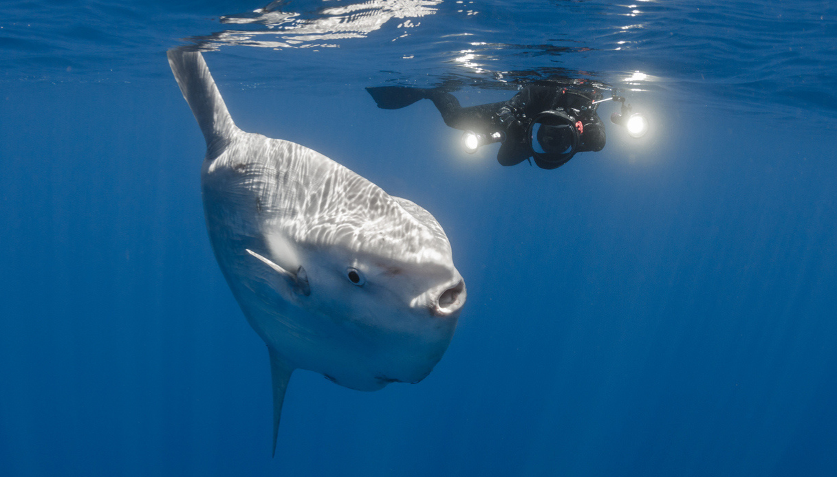 Un pesce luna di un quintale stabilisce un record in Italia