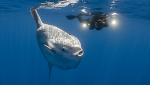 pesce-luna-quintale-salento-record-italia
