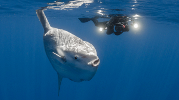 Un pesce luna di un quintale stabilisce un record in Italia