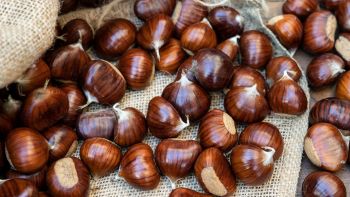 Migliori luoghi dove raccogliere le castagne