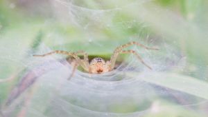 Gigantesca ragnatela a Parma