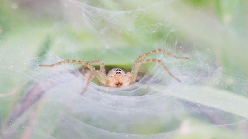 Gigantesca ragnatela a Parma