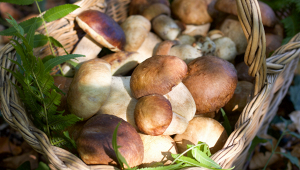 in-maremma-trovato-re-funghi-porcini