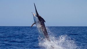 Marlin
