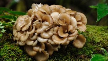 Grifola Frondosa Maitake