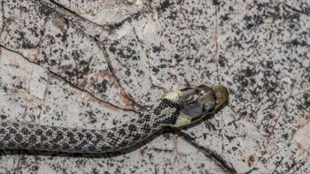 serpente scatena il panico a Roma