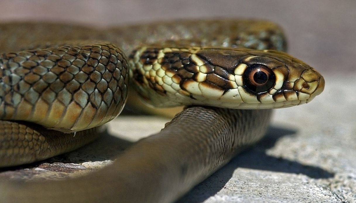 Il mistero dei 40 serpenti avvistati nella stessa zona di Roma