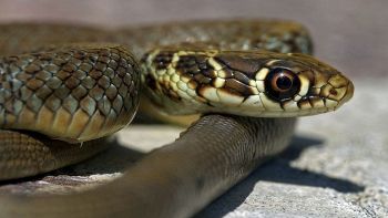 Un serpente