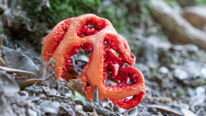 villa-ada-roma-funghi-halloween