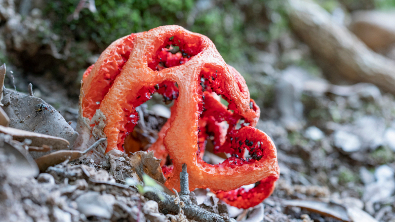 villa-ada-roma-funghi-halloween