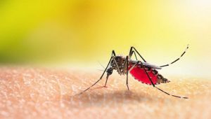 allarme malaria in Italia