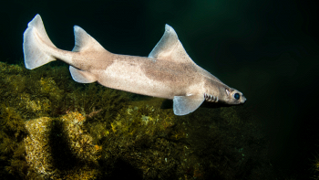 Scoperto nel Canale d’Otranto un raro esemplare di pesce porco bianco