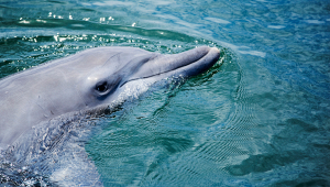 golfo-di-trieste-delfino-gioca-con-boa-brutto-segnale