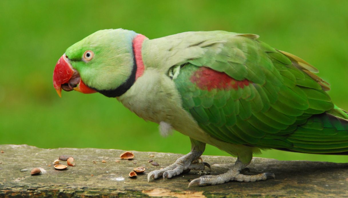 Pappagallo parrocchetto dal collare