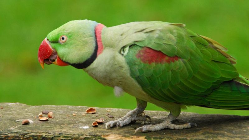 Parrocchetto dal collare