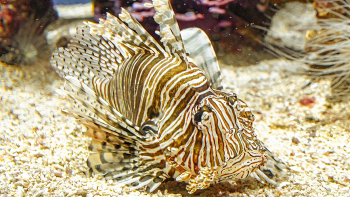 Pescato un pesce scorpione a Gallipoli