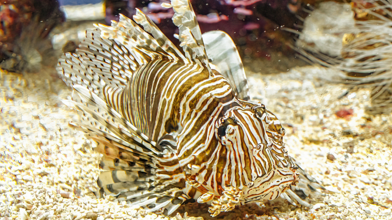 pesce-scorpione-pescato-gallipoli