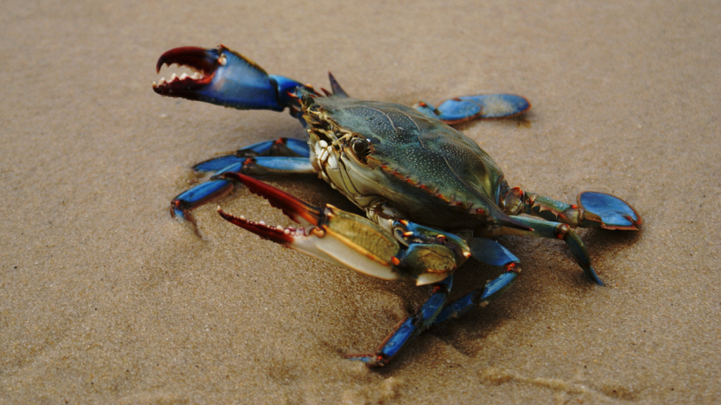 sri-lanka-compra-granchi-blu-italiani-offerta