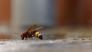 Vespe orientalis sterminano le api di Roma