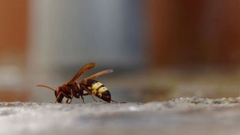 vespe orientalis sterminano api di Roma