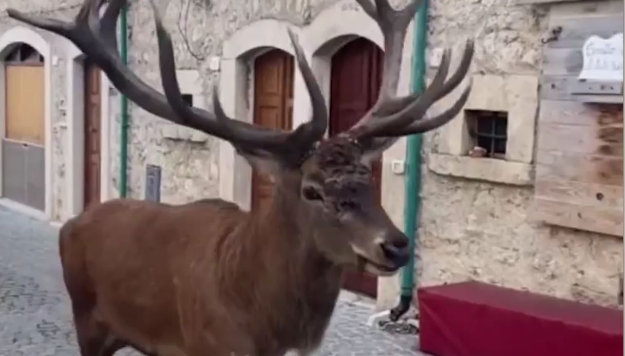 Cervo a Civitella Alfedena