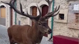 Cervo per le vie di Civitella Alfedena