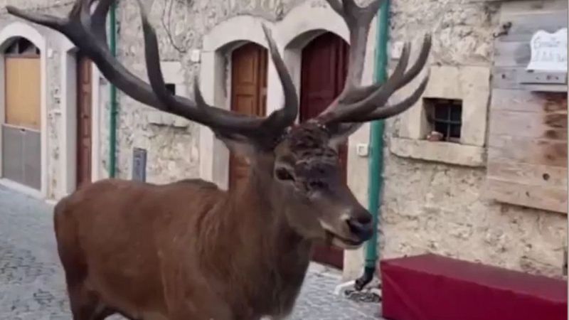 Cervo per le vie di Civitella Alfedena