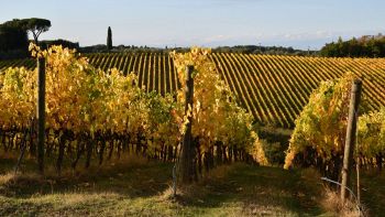 Vino Tignanello asta