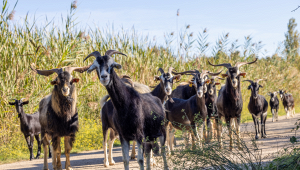 allarme-capre-stromboli-cosa-succedendo
