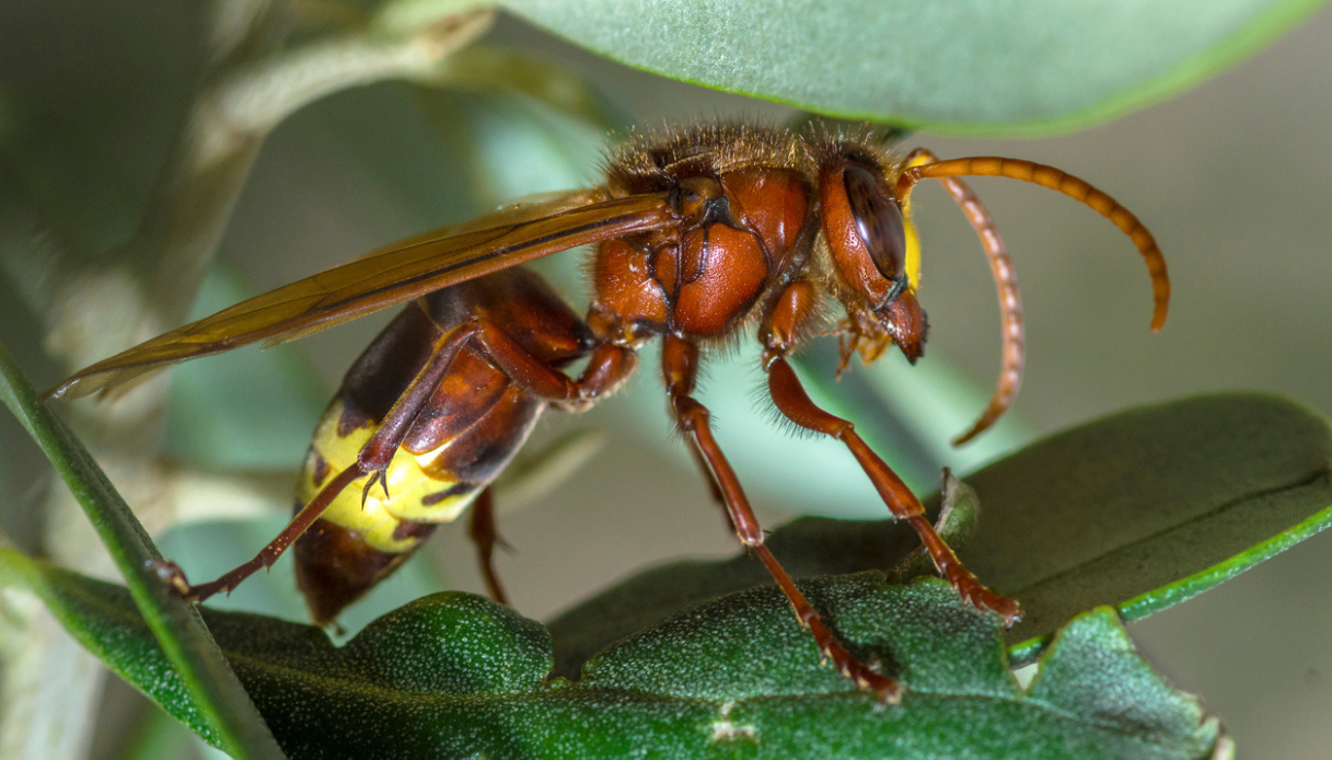 In Campania cresce l’allarme Vespa orientalis