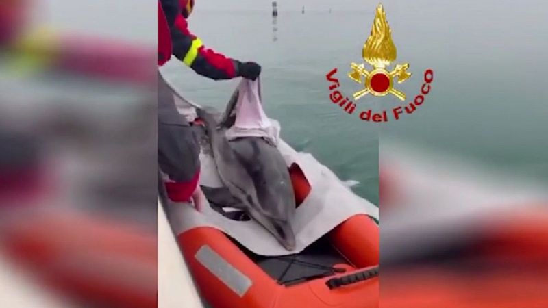 Delfino Lignano Sabbiadoro