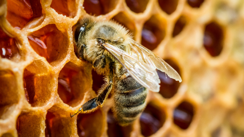 emergenza-api-roma-cause-soluzioni